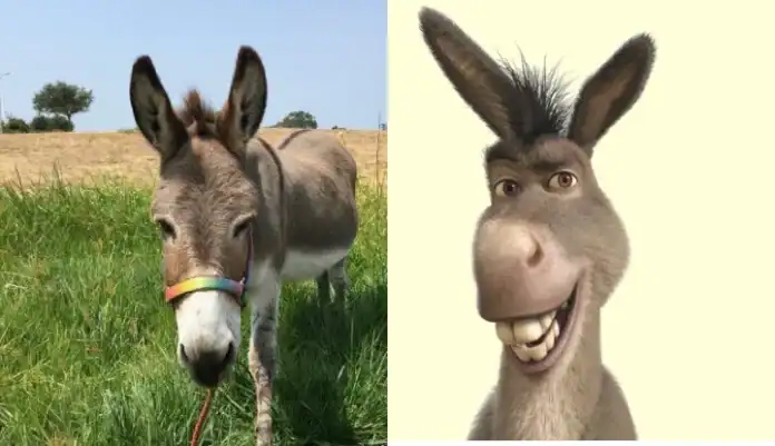 Şrekdən olan eşşək
