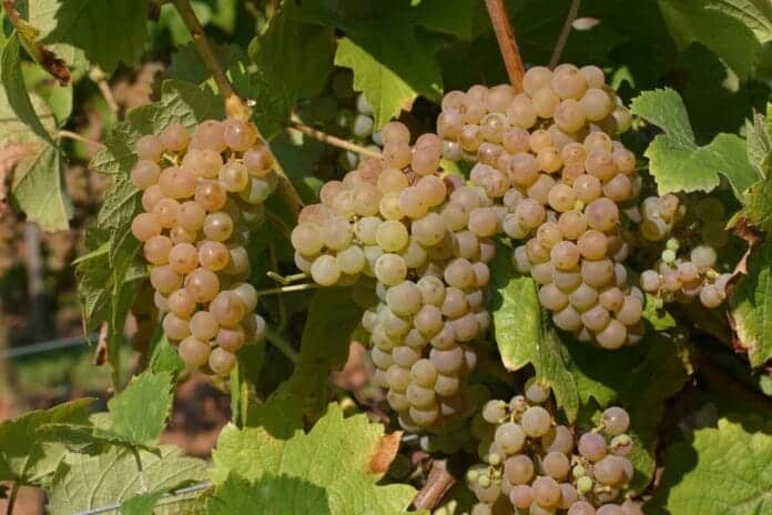 Calardis Blanc