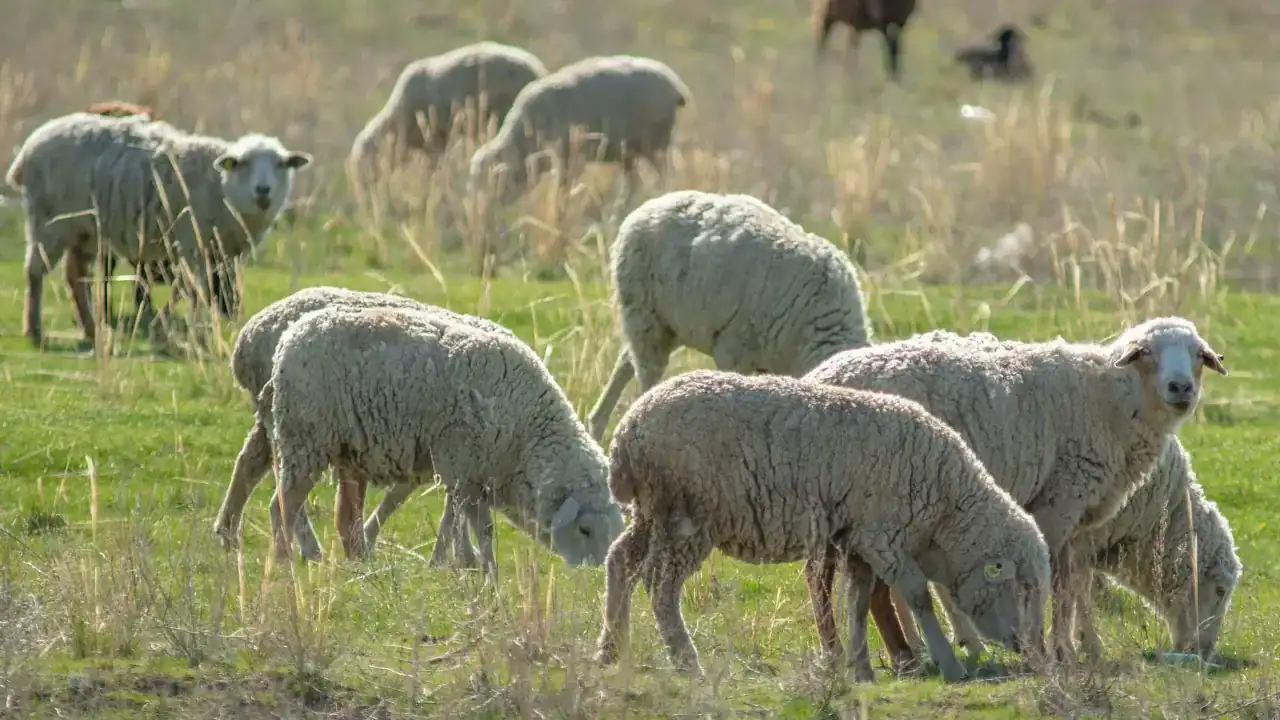 heyvanların qurban kəsilməsi qadağan edildi