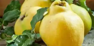 Heyva Festivalı