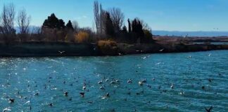 Yenikənd su anbarında onlayn ekoloji nəzarət