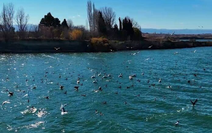 Yenikənd su anbarında onlayn ekoloji nəzarət