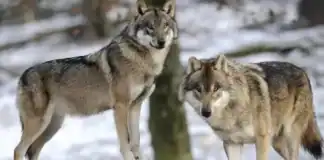 Ucarın Qazıyan kəndində yırtıcı vahiməsi: Canavarlar sakinlərin heyvanlarını qırıb tökdü