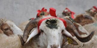 Azərbaycanda Qurban bayramı qeyd edilir