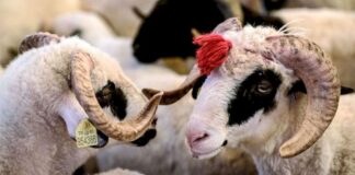 Qurbanlıq heyvanların qiymətləri açıqlandı