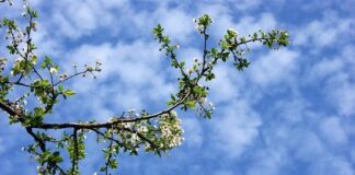 Bakıda temperatur 31 dərəcəyə yüksələcək