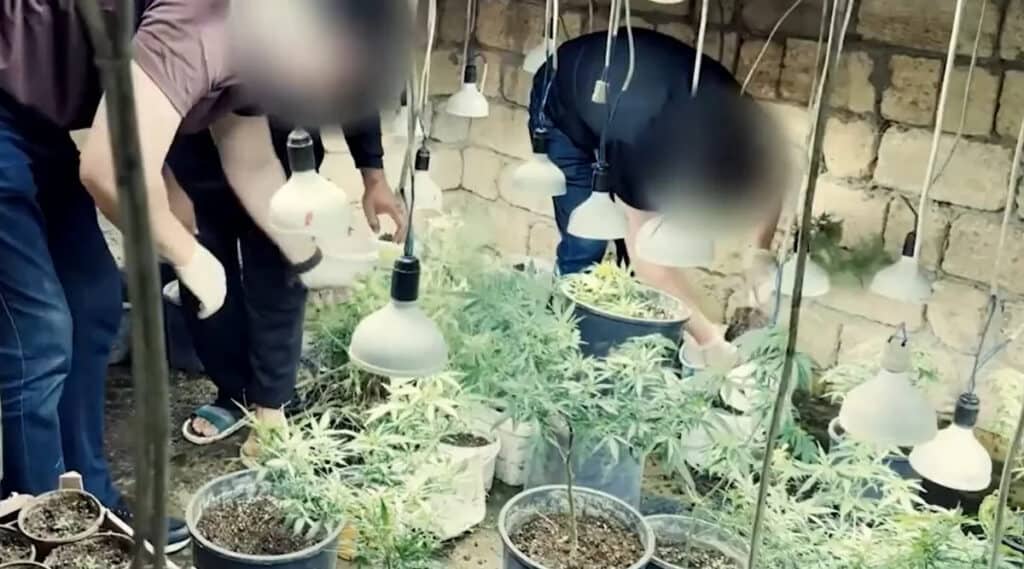 Novxanıda yeraltı narkotik istixanası aşkarlanıb: 209 çətənə kolu müsadirə edildi