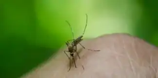 Avropa kurortlarında təhlükəli viruslar yayılır